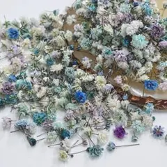 かすみ草ドライフラワー　蕾開きかけ　ブルーmix