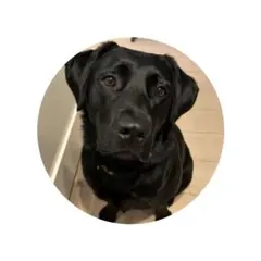 Item thumbnail for item 0f08ef8c-39e4-4eb9-ad45-76cf9032aa68