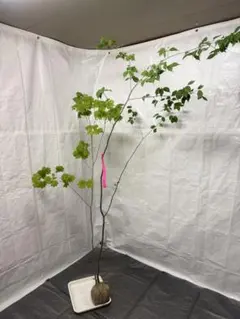 芽吹が綺麗な良形の イロハモミジ 873 樹高1.5m位 紅葉 モミジ - メルカリ