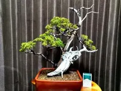 2026年最新】盆栽真柏の人気アイテム - メルカリ