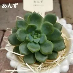 多肉植物　つぶつぶ屋さん あんず(小梅×モンロー) カット苗　大きめ　札なしのサムネイル