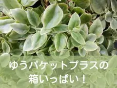 多肉植物　ベビーサンローズ　斑入りカット苗ゆうパケットプラスBOX発送