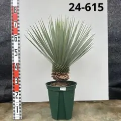 ユッカ 3本セット✨ 超メルカリ市で送料750円✨ 2025年最新】ユッカの人気アイテム - メルカリ