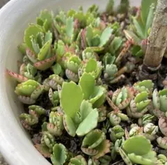 多肉植物 マザーリーフ 子宝草 3株 赤ちゃん株付き 小サイズ 即日発送可能 ②