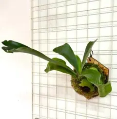 ビカクシダ ダイバーシフォリウム（P.Diversifolium）① - メルカリ