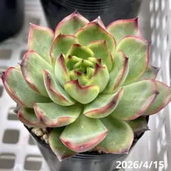 優木園 木染月 多肉植物 エケベリア 抜き苗 - メルカリ