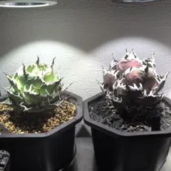 2026年最新】 アガベ シーザー セットの人気アイテム - メルカリ