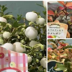 user_a50fc9e1様 リクエスト 3点 まとめ商品