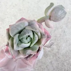 多肉植物 エケベリア ラブリーローズ錦 派手斑 色斑 カット苗 訳アリ