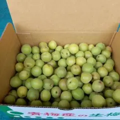 青梅産　小梅　梅干用　1.5キロのサムネイル