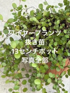 ワイヤープランツ　抜き苗　13センチポット 写真全部