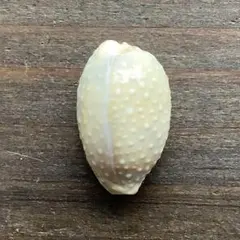 Microcyphus rousseaui ウニ殻 小 - メルカリ