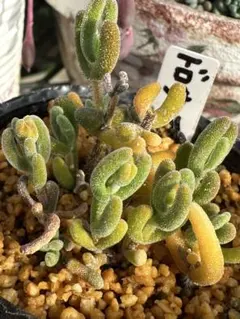 多肉植物（ロウルサンコさん）くまにゃん カット苗① - メルカリ