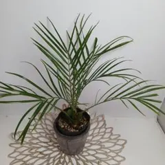 沖縄産】フェニックス ロベレニー 6 ドライガーデン 観葉植物 ヤシ