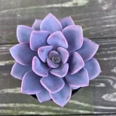 まろりゅー@プロフ確認お願いします様 リクエスト 2点 まとめ商品