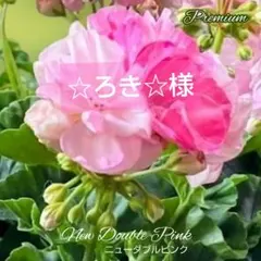 ☆ろき☆様 ゼラニウム苗 ニューダブルピンク
