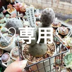 速達付き　もさ様専用♡