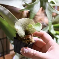 2026年最新】gizmo ビカクシダの人気アイテム - メルカリ