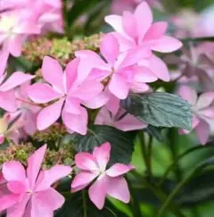 紫陽花苗♡ 大株♡ダンスパーティー♪ 新芽いっぱい♪4号ポット（抜き苗）のサムネイル