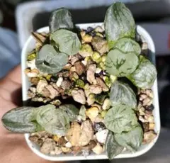 や*︎様 ハオルチア　コクリコ嬢　ランダム一株