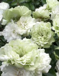 ミニ薔薇の苗(グリーンアイス)のサムネイル