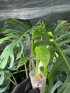 tamiya1967様 リクエスト 2点 まとめ商品