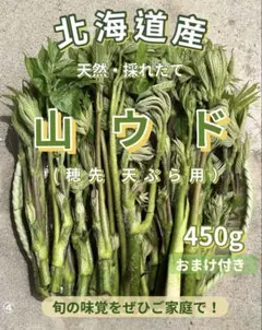 日本最北端稚内より天然山ウド500g 以上朝採り当日発送 - メルカリ
