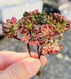 2025年最新】小人の祭り錦 多肉の人気アイテム - メルカリ