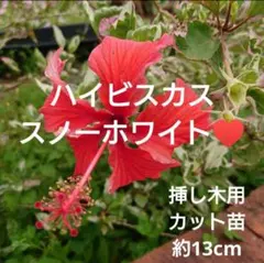 沖縄から♪】ハイビスカス(八重咲き・黄色)♥️挿し木用カット苗約13cm