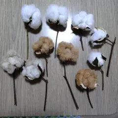 コットンフラワー枝付き　10本