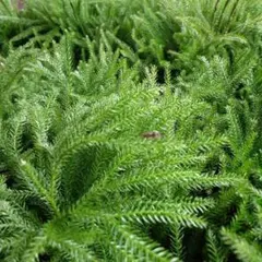 naka様 リクエスト 2点 まとめ商品