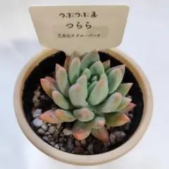 yuu☆様 リクエスト 2点 まとめ商品