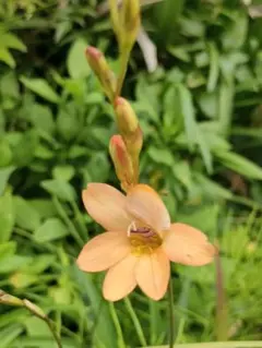 バビアナ　イキシア 10球根のサムネイル