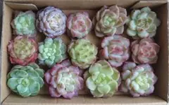 多肉植物 韓国苗 中国苗 エケベリア 寄せ植え 多肉弁当 詰め合わせ セット