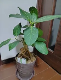 フィカス ベンガレンシス 取り木 発根済み 観葉植物 大株】フィカス ベンガレンシス 取り木 発根済み 観葉植物 - メルカリ