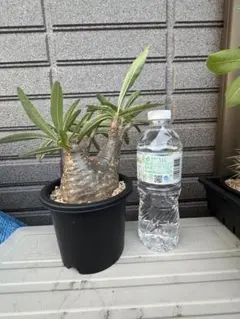 実生 アデニウム 斑入り コーデックス 塊根植物 - メルカリ