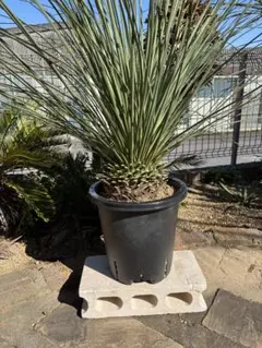 2026年最新】ダシリリオンの人気アイテム - メルカリ