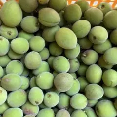 残りわずかです❗️信州産　小梅10キロのサムネイル