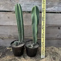 2026年最新】柱サボテンブランチの人気アイテム - メルカリ