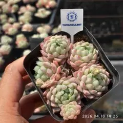 Top【選抜株】多肉植物 361898レッドモラン 35個 鉢無し/脱土 - メルカリ