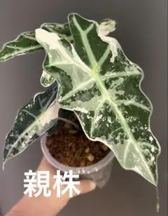 しばねこ様 リクエスト 2点 まとめ商品