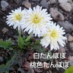 2026年最新】タンポポ 苗の人気アイテム - メルカリ