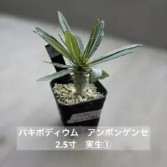 2026年最新】アンボンゲンセの人気アイテム - メルカリ
