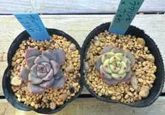 多肉植物　おらいさん青札セット