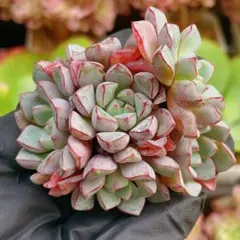 速達　SORA♡今は購入専門です❤︎様 リクエスト 7点 まとめ商品