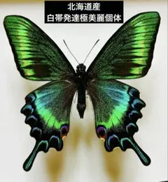 レイテ島特産珍亜種！コウトウキシタアゲハ 外国産昆虫標本 蝶