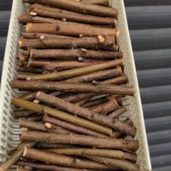 Item thumbnail for item d8ca77e1-71a2-4a83-9ba2-9f903c973a08