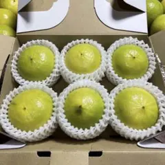 ☆ 国産ベルガモットオレンジ約1kg✨果実香りが強い露地栽培 送料込み 【A品】