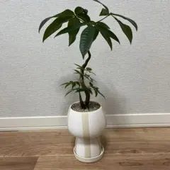 はなかっぱ 特大陶器鉢 - メルカリ