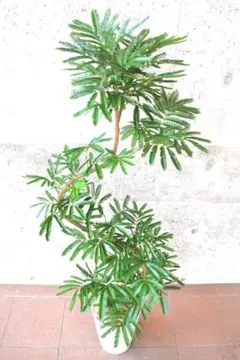エバーフレッシュ 8号146cm S-shaped tree form エバーフレッシュ 8号146cm S-shaped tree form - メルカリ